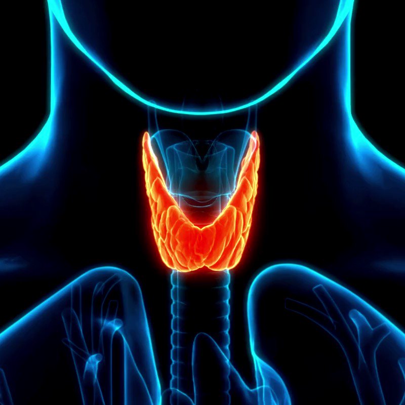 Упадок сил и щитовидная железа