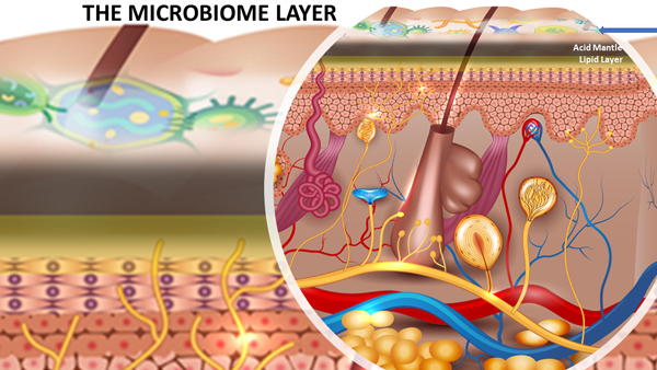 Микробиом кожи